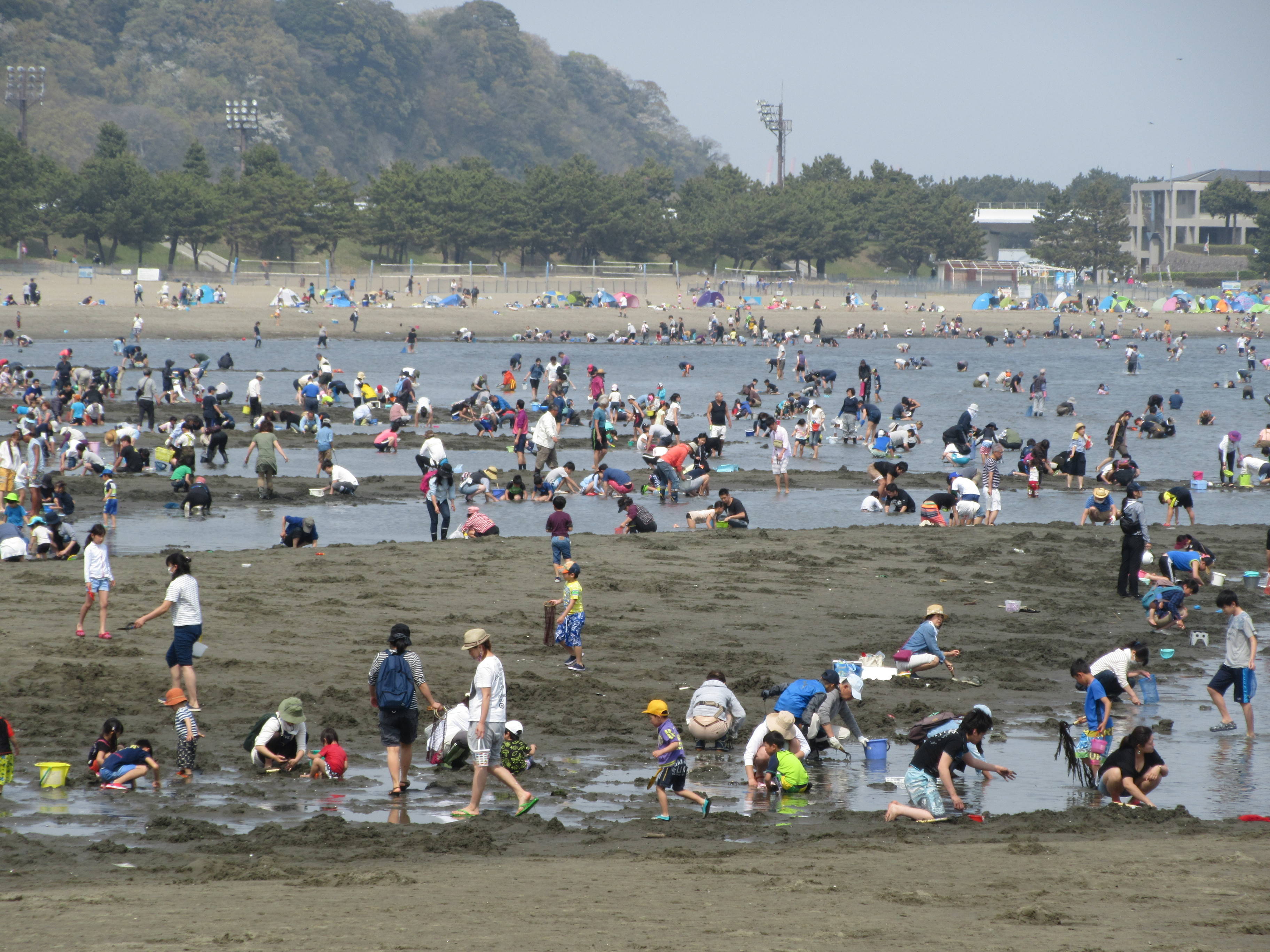2018海の公園 「潮干狩り」 報告 【4月3日号】の写真