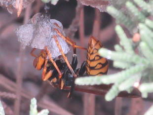 アシナガバチの巣を見つけたら