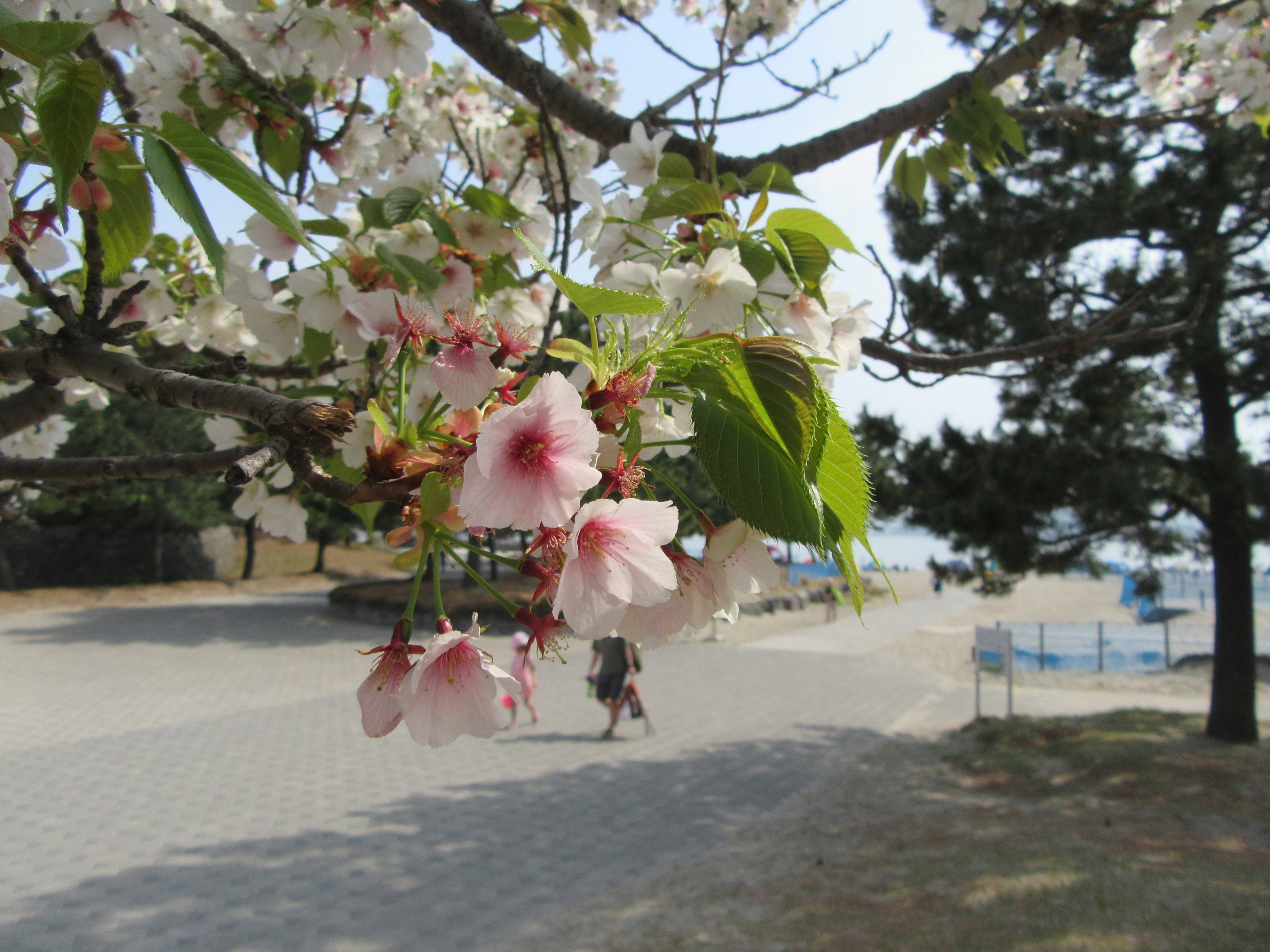 海の公園桜開花情報【4月2日号】の写真