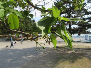 海の公園桜開花情報【4月8日号】