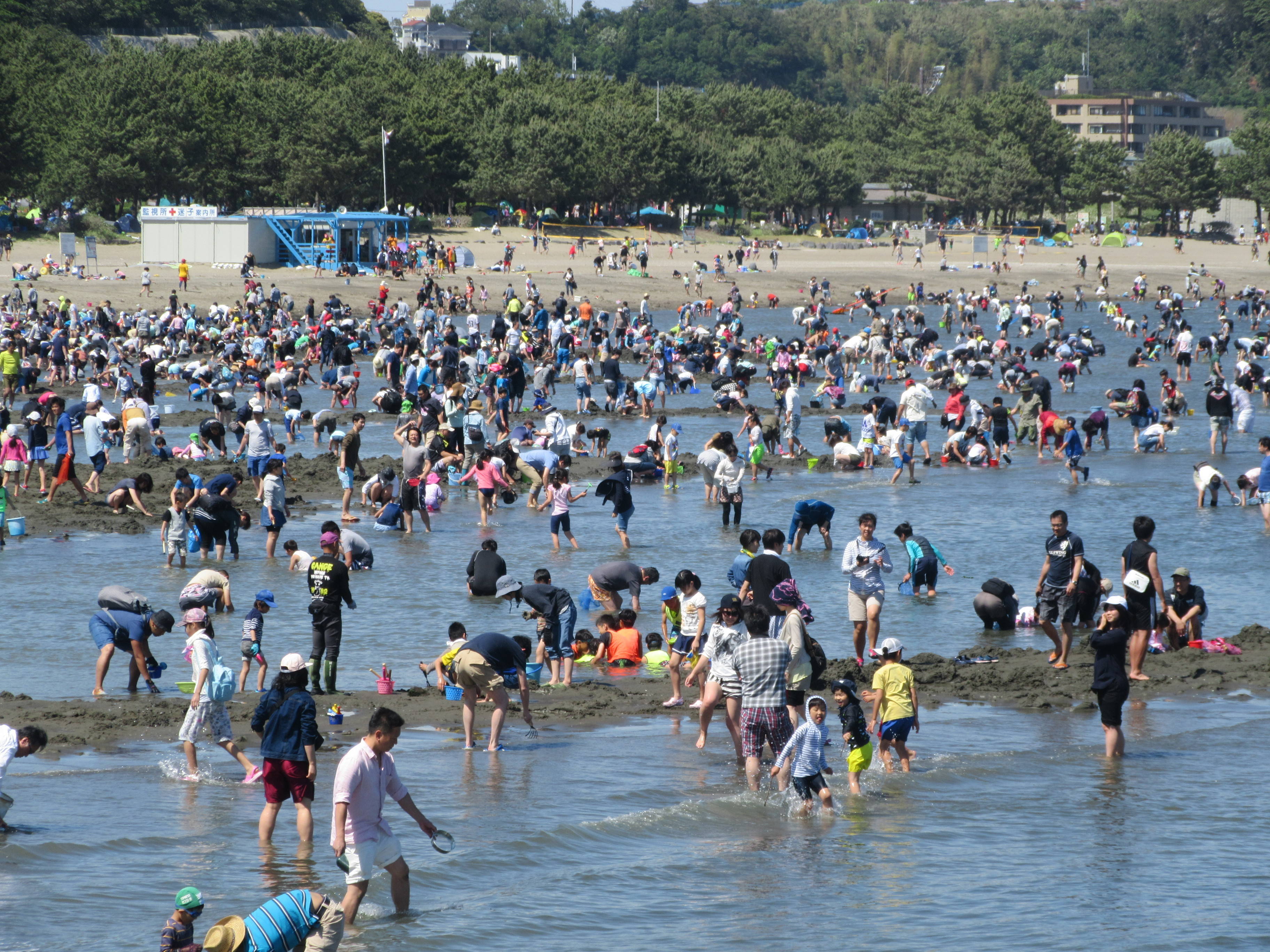2018海の公園「潮干狩り」報告【5月4日号】の写真
