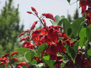 アメリカデイゴが真っ赤な花を咲かせています