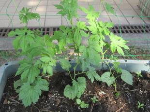 グリーンカーテンはじめました。