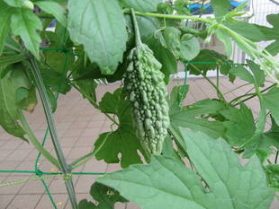 グリーンカーテン大きくなりました！