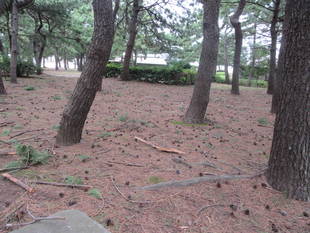 どんぐりと松ぼっくり