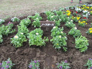 花植えボランティア