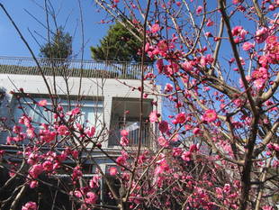 梅の花が咲きはじめました！