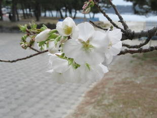 海の公園桜開花情報【3月29日号】