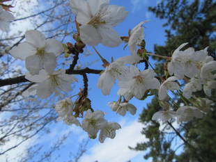 海の公園桜開花情報【3月21日号】