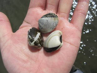 2019海の公園 「潮干狩り」 報告 【3月24日号】