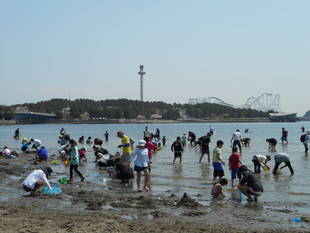 2019海の公園 「潮干狩り」 報告 【4月6日号】