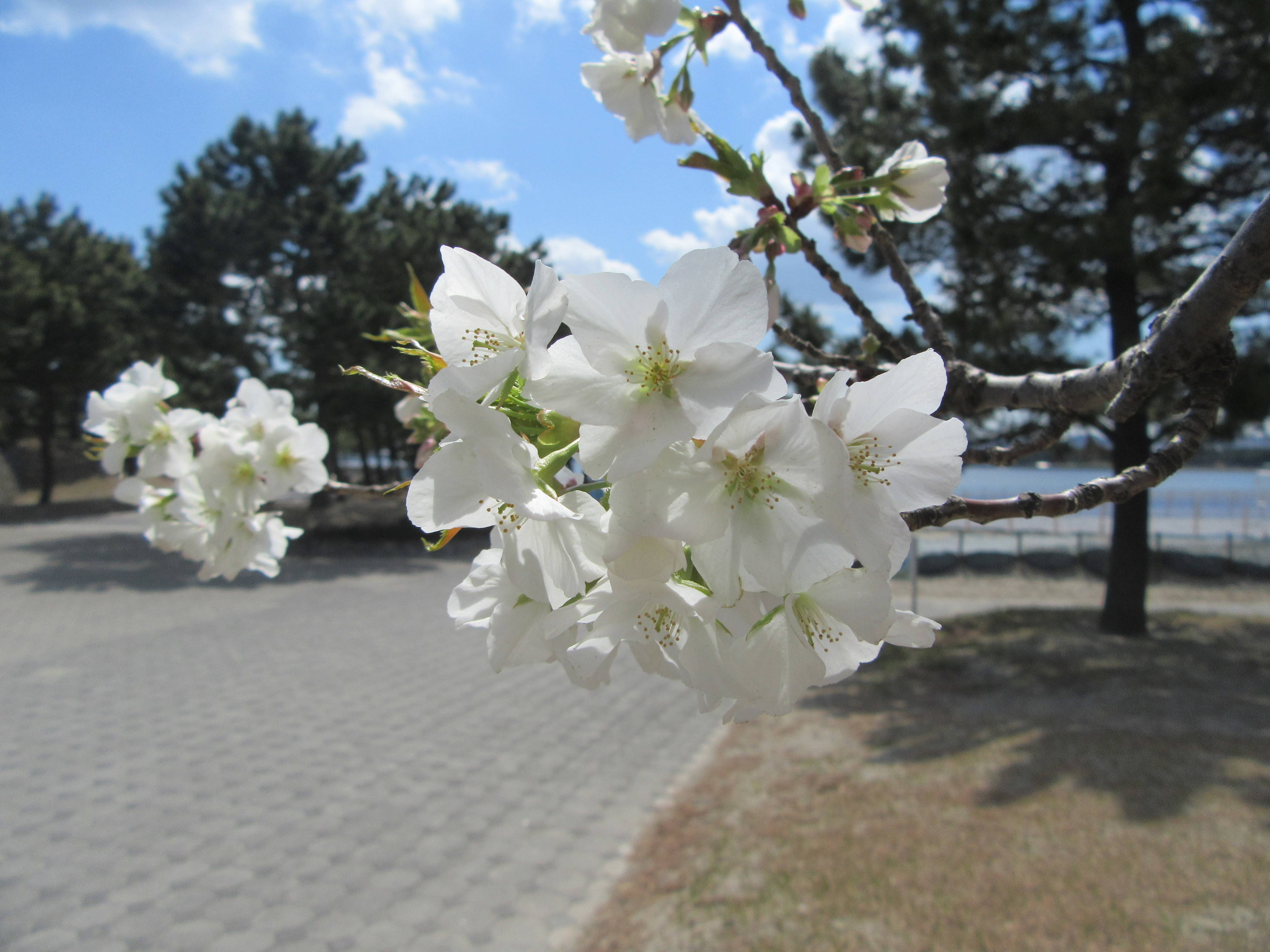 海の公園桜開花情報【4月1日号】の写真