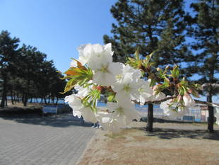 海の公園桜開花情報【4月3日号】