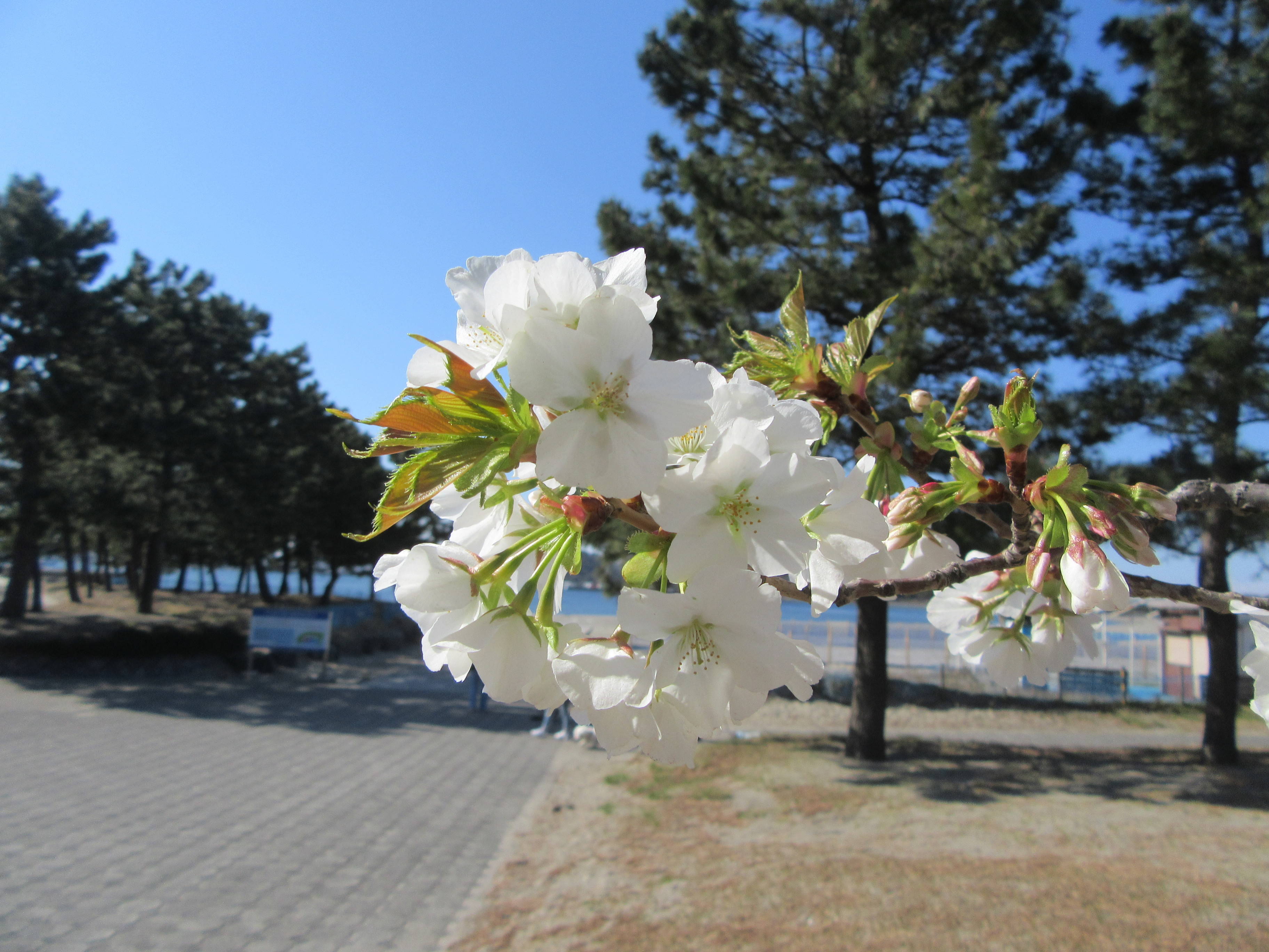 海の公園桜開花情報【4月3日号】の写真