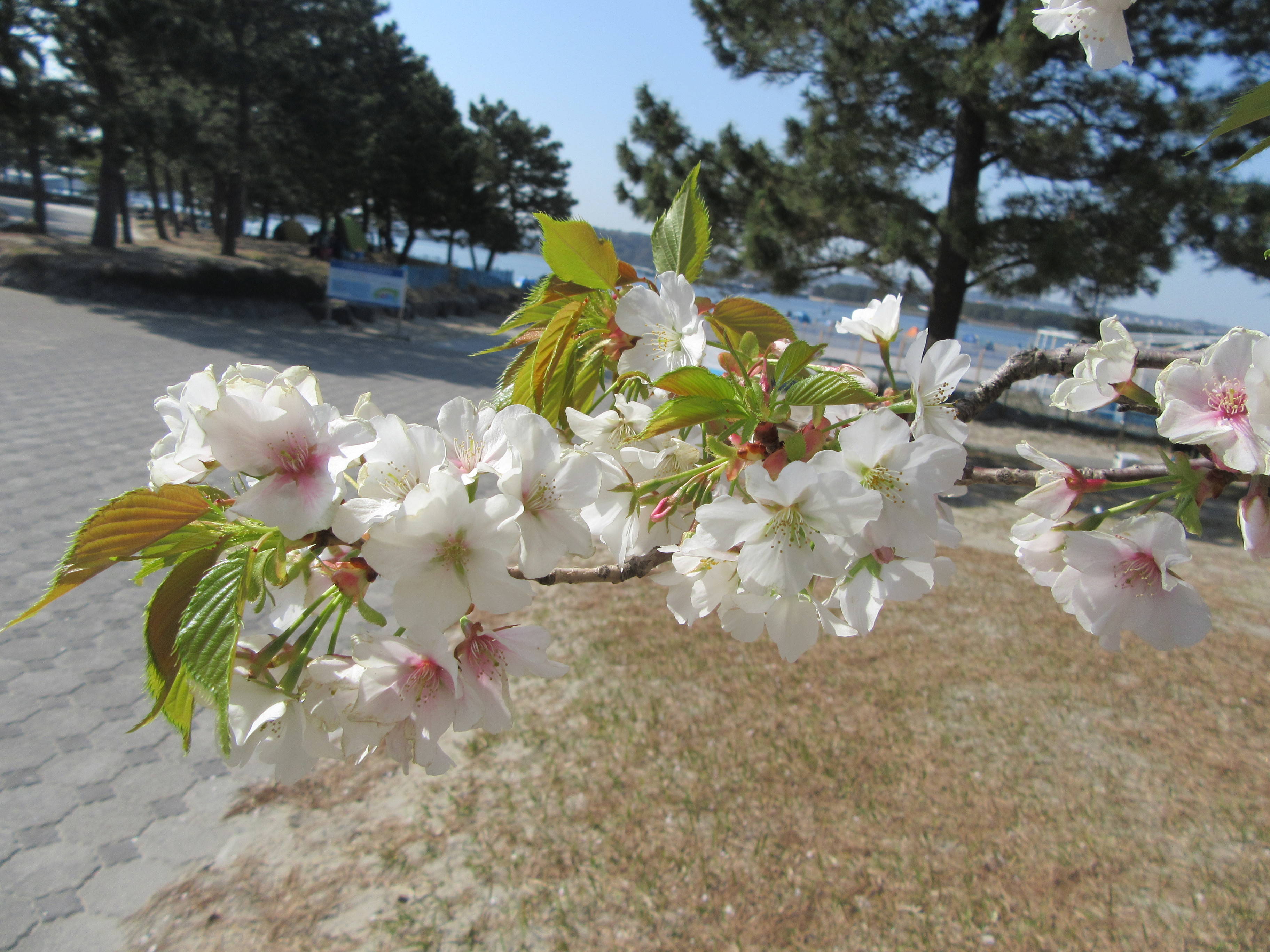 海の公園桜開花情報【4月6日号】の写真