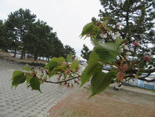 海の公園桜開花情報【4月12日号】