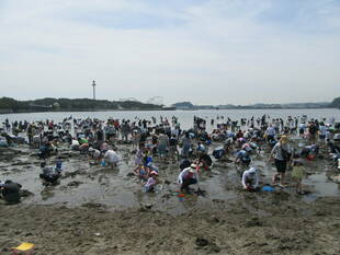 2019海の公園 「潮干狩り」 報告 【5月3日号】