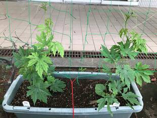 グリーンカーテンはじめました！