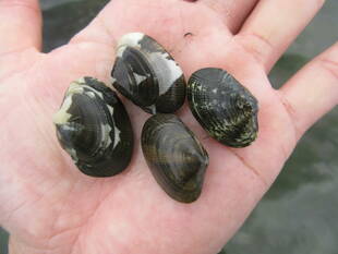 2019海の公園「潮干狩り」報告【6月4日号】