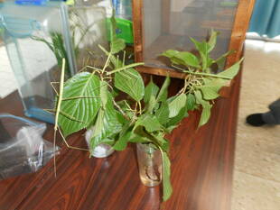 第１回「海の環境を考える親子講座」