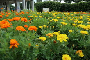 こんなに大きくなりました！