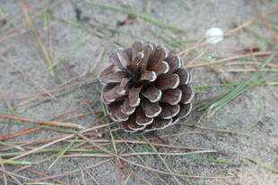 クリスマスリース作りをお考えのみなさまへ