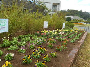 花苗を植え込みに来てくれました！