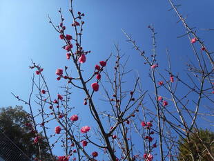 梅の花が咲き始めました