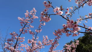春ももうすぐそこ！河津桜が満開です