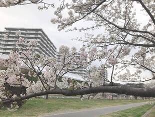 海の公園の桜をお楽しみに！