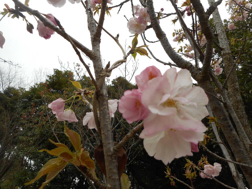 海の公園桜開花情報【3月30日号】の写真