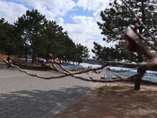 海の公園桜開花情報【3月12日号】