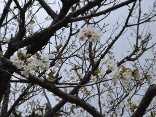 海の公園桜開花情報【3月27日号】