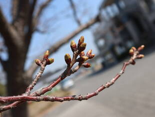 海の公園桜開花情報【3月19日号】