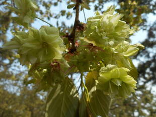 海の公園桜開花情報【4月16日号】