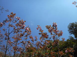 海の公園桜開花情報【4月6日号】