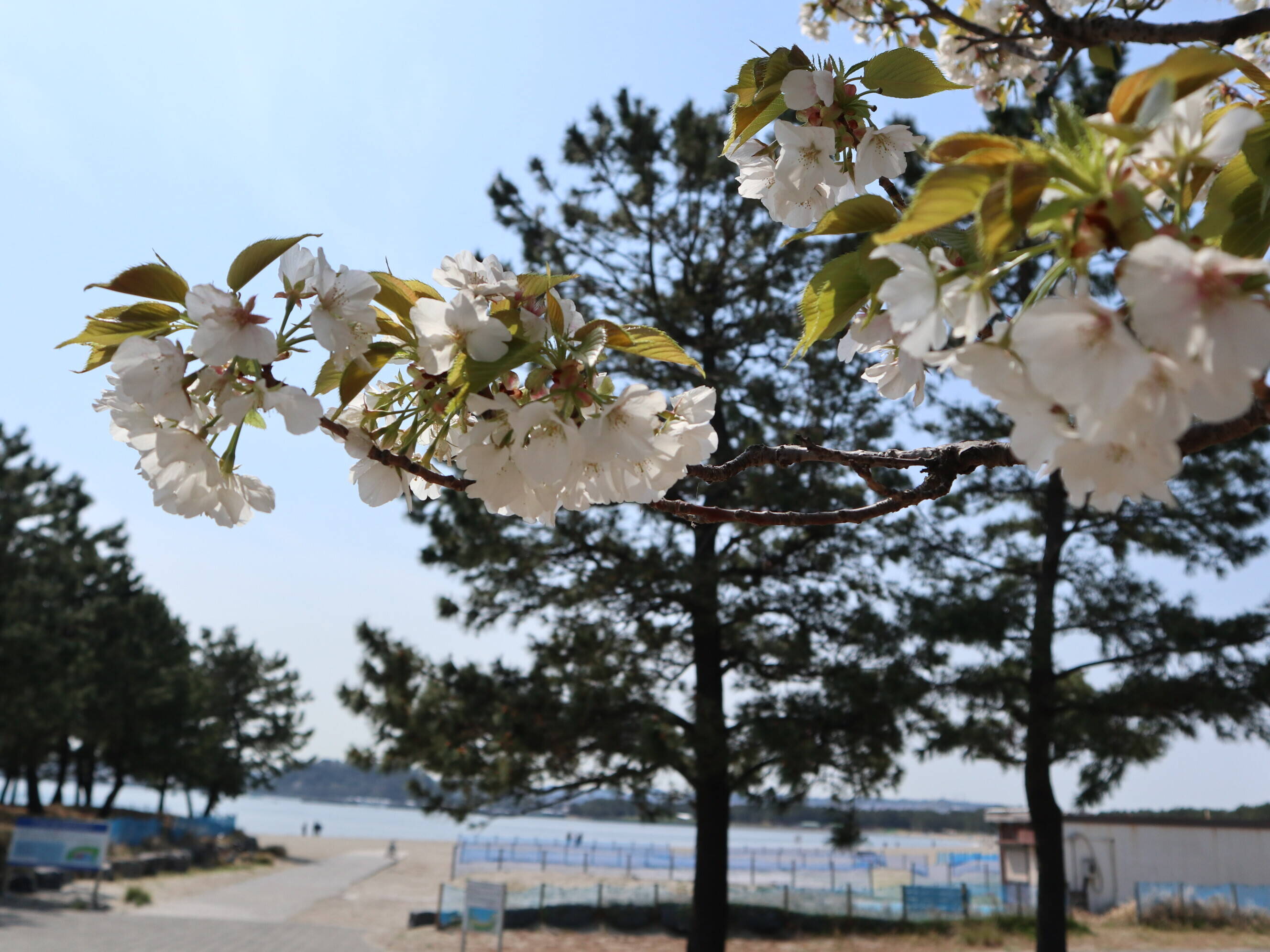 海の公園桜開花情報【4月3日号】の写真