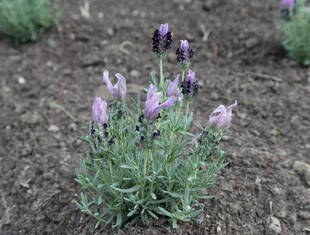 ラベンダーが仲間入り！