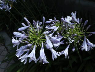 アガパンサスが満開です