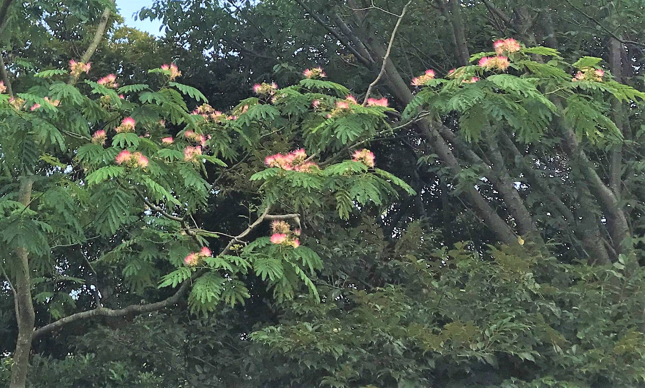 ネムノキの花の写真