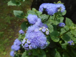 花壇がリニューアル♪