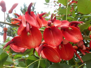 アメリカデイゴが花を咲かせています