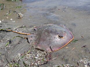 アカエイに気を付けて！