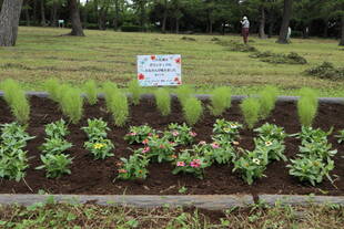 ボランティアの方々と一緒に花の植替え！