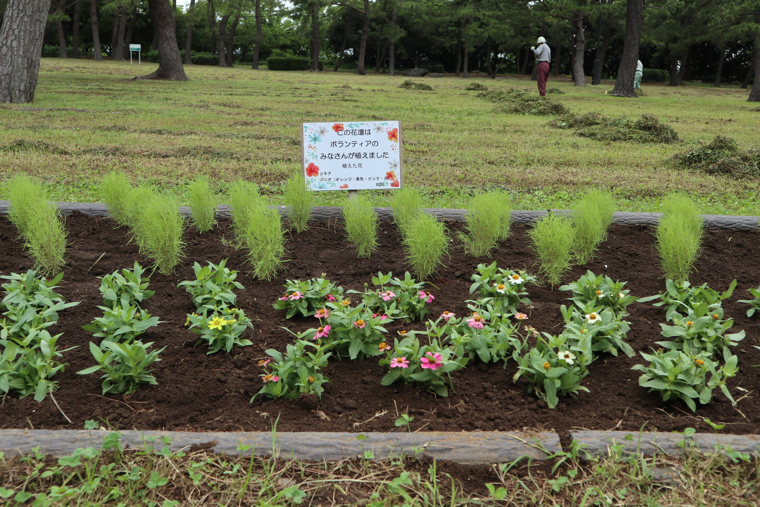 ボランティアの方々と一緒に花の植替え!の写真