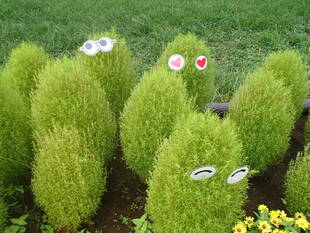 コキアを可愛く！