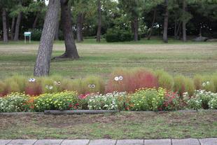 コキアが色づいてきました！