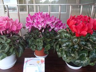 素敵なシクラメン