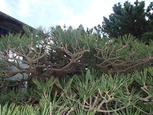 松のもみあげ剪定