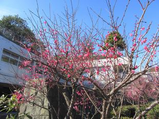 梅が咲き始めました！